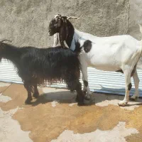 بز چاق