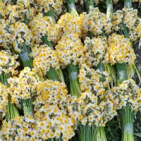 فروش گل نرگس فقط ۴۳۰|گل و گیاه طبیعی|شیراز, کاراندیش|دیوار