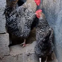 یک جفت مرغ (تخمگذار)و خروس آمروک (نطفه دار)