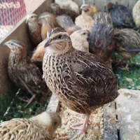 بلدرچین و تخم بلدرچین