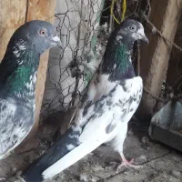 کبوتر|پرنده|اردکان, |دیوار