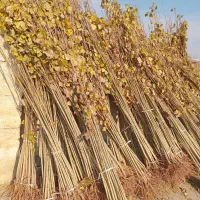 بهترین نهالهای صنوبر برای کاشت انبوه