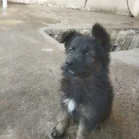 واگذاری توله ژرمن