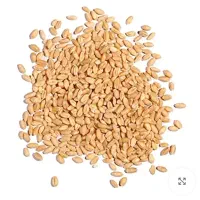 فروش گندم رقم تکتاز محصول امسال ۱۰بسته