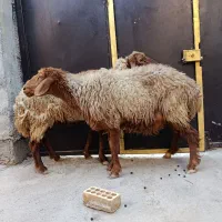 دو راس گوسفند ماده باردار