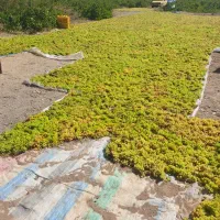 فروش-دامداری