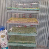 قفس بلدرچین