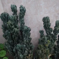 کاکتوس صخره ای