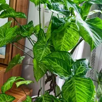 گل زیبا و شاداب