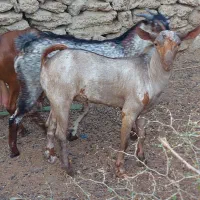 نری چاق