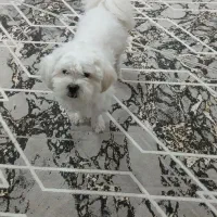 سگ نژادمولتیپو نر