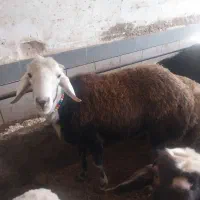 با سلام  چند رس بره نر و قوچ 3شیره