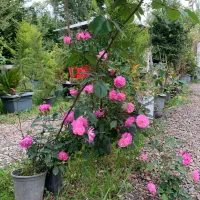 پخش گل و گیاه و نهال ارزان و با کیفیت