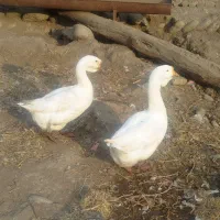 فروش غازمحلی وقوغاز اوکراینی|حیوانات مزرعه|فاضل آباد, |دیوار