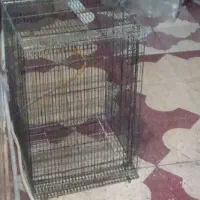 سلام قفس بزرگ هست