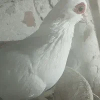 3000000تومان|پرنده|تبریز, |دیوار