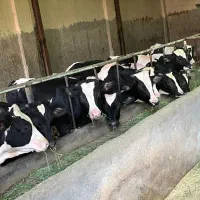 مرکزخریدوفروش گوساله چاق ولاغر