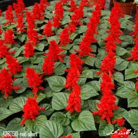 بذرگل|گل و گیاه طبیعی|گنبد کاووس, |دیوار