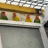 دو جفت کوتوله
