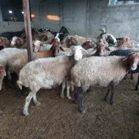 فروش ۴۰ راس میش|حیوانات مزرعه|فرح آباد, |دیوار