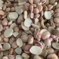 حبوبات|خوردنی و آشامیدنی|نکا, |دیوار