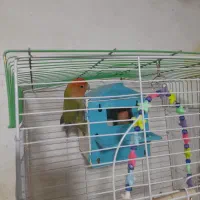 کوتوله برزیلی مولد