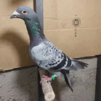 یک جفت کبوتر پلاکی جان اردن سهره