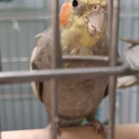 عروس هلندی نر نژاد سینامون ۸ ماهه|پرنده|تاکستان, |دیوار