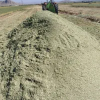 یونجه خصیل