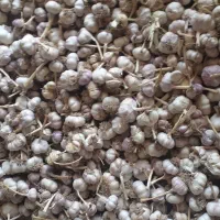 سیر سرخ باغی نجف اباد