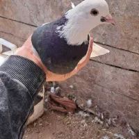 کفتر طوقی ماده|پرنده|زید آباد, |دیوار