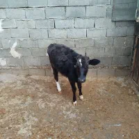 گوساله ماده|حیوانات مزرعه|جوانرود, |دیوار