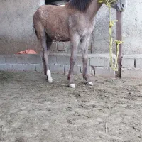 اسب|اسب و تجهیزات اسبسواری|ایذه, |دیوار