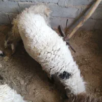 گوسفند فروشی|حیوانات مزرعه|بم, |دیوار