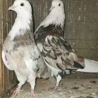 کفتردونسته پرش سنگین بشرط وباضمانت تضمین صددرصد