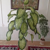 گل دیفن باخیا|گل و گیاه طبیعی|گلبهار, شهر جدید گلبهار|دیوار