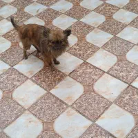 سگ پامر خرسی نر|سگ|بم, |دیوار