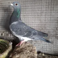 چاپی ونروی|پرنده|مسجد سلیمان, |دیوار