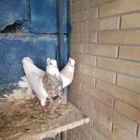 کبوتر طوقی|پرنده|جم, |دیوار
