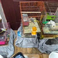 مرغ عشق عمده|پرنده|بندر ماهشهر, |دیوار