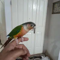 گرینجیگ  نر آماده سخنگو