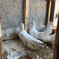 کبوتر تزئینی