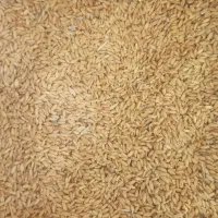 گندم800کیلو|خدمات باغبانی و درختکاری|کامیاران, |دیوار