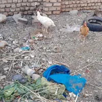 سلام مرغ لاری معاوضه با مرغ خونه کی قیمت دونه 700|حیوانات مزرعه|گزیک, |دیوار