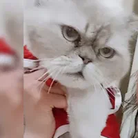 گربه پرشین سفید طوسی چشم آبی  جنسیت نربالغ