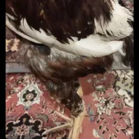 جوجه خروس لاری دو رگ|حیوانات مزرعه|چابهار, |دیوار