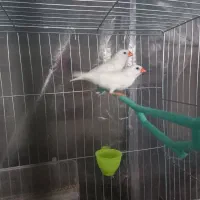 فنچ آلبینو ( سفید)|پرنده|اصفهان, درب کوشک|دیوار