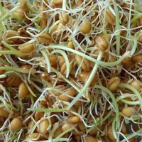 پخش عمده قارچ بسته بندی فراروز|خوردنی و آشامیدنی|تهران, شهران شمالی|دیوار