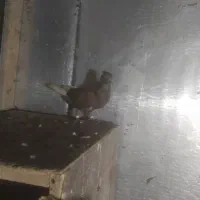 معاوضه با مسافتی|پرنده|لاهیجان, گلستان|دیوار