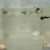 فروش ماهی های زیبا|ماهی|خرمدره, |دیوار